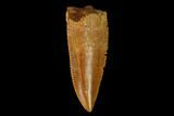 Serrated, Raptor Tooth - Real Dinosaur Tooth #149083-1